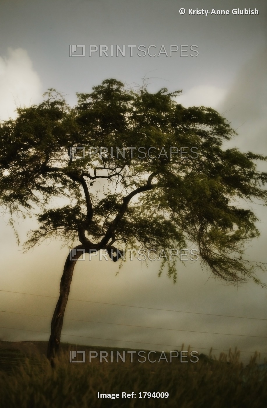 Tree And Stormy Sky