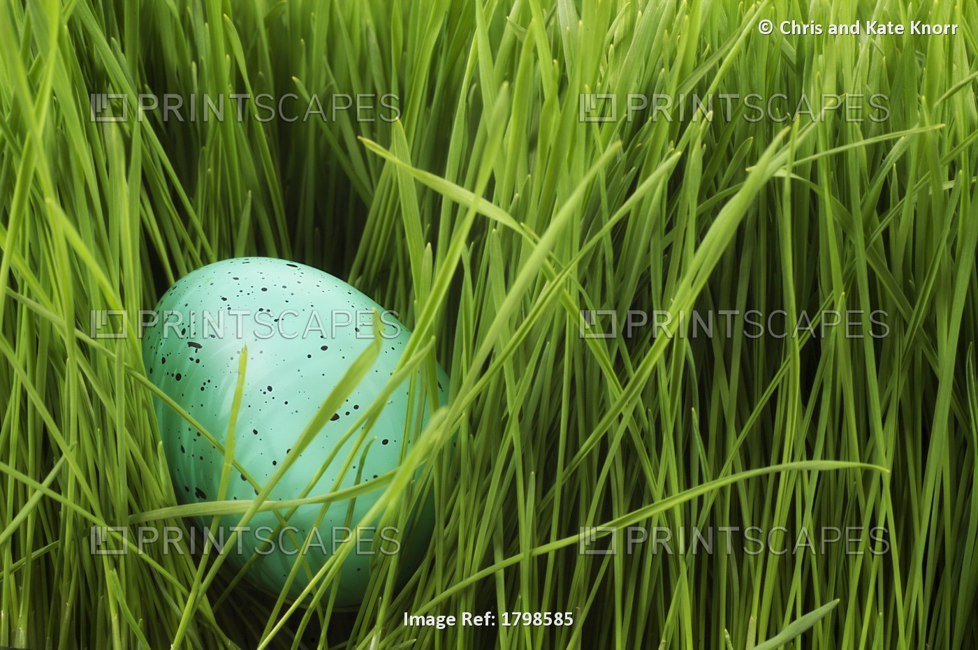 Speckled Egg In The Grass