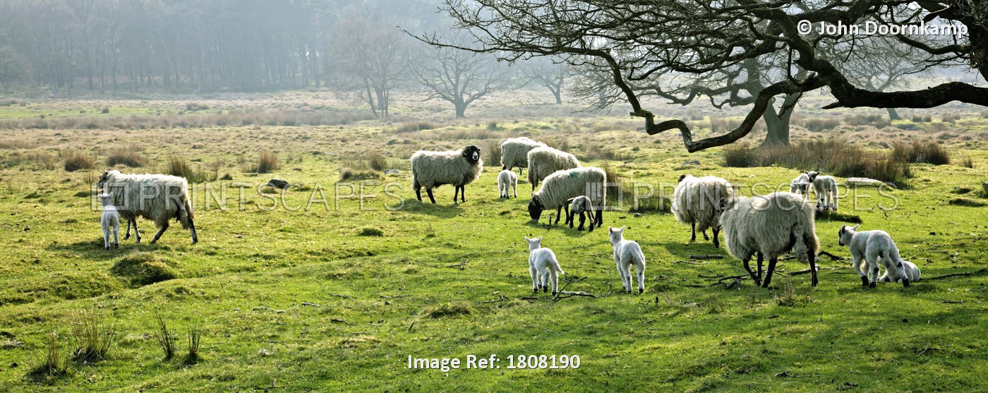 Sheep Grazing In A Pasture, Derbyshire, England