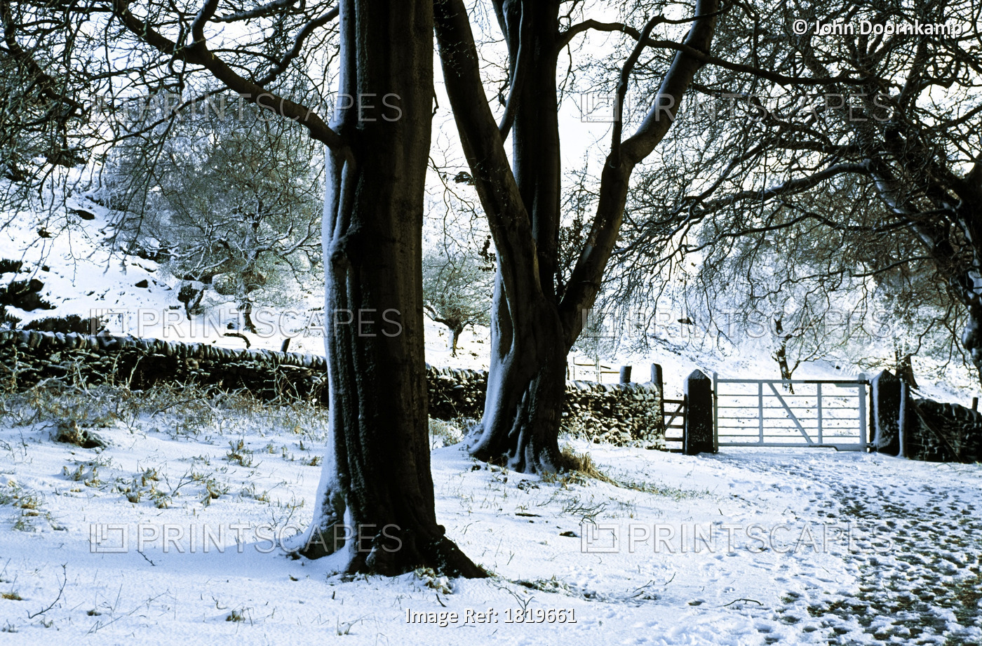 TREES AND A GATE IN THE SNOW