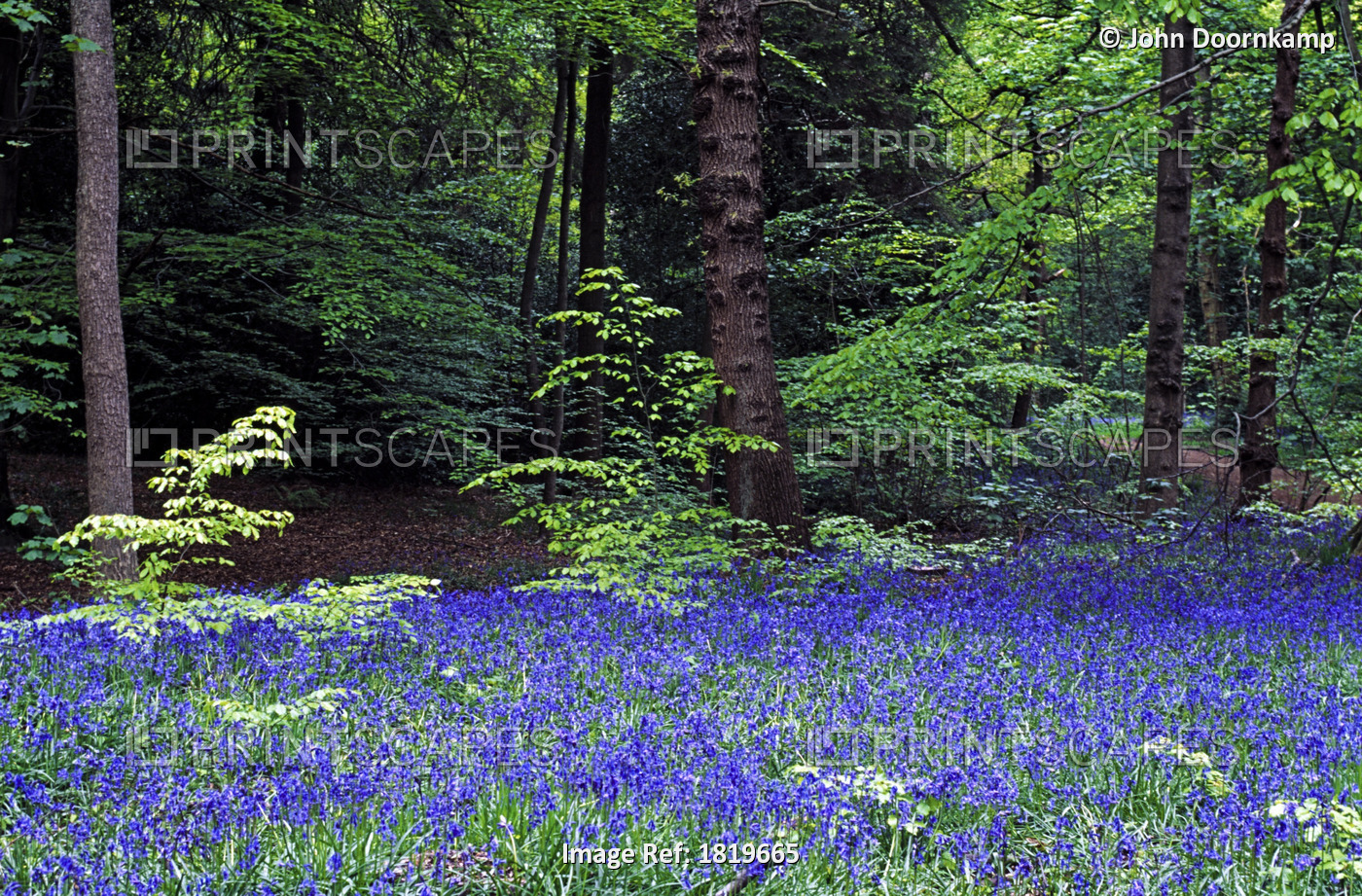 BLUEBELLS IN THE WOODS.