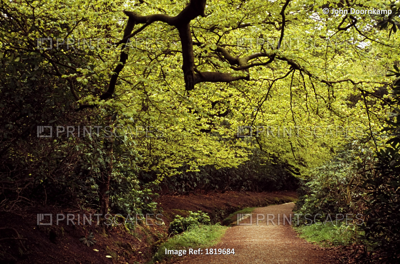 FOREST PATH, DERBYSHIRE, ENGLAND, EUROPE