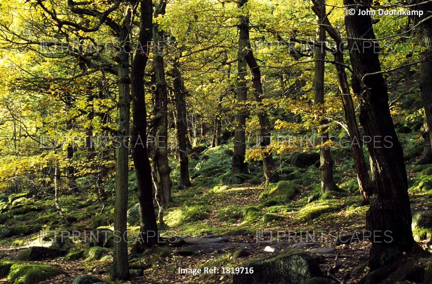 FOREST, PEAK DISTRICT NATIONAL PARK, DERBYSHIRE, ENGLAND