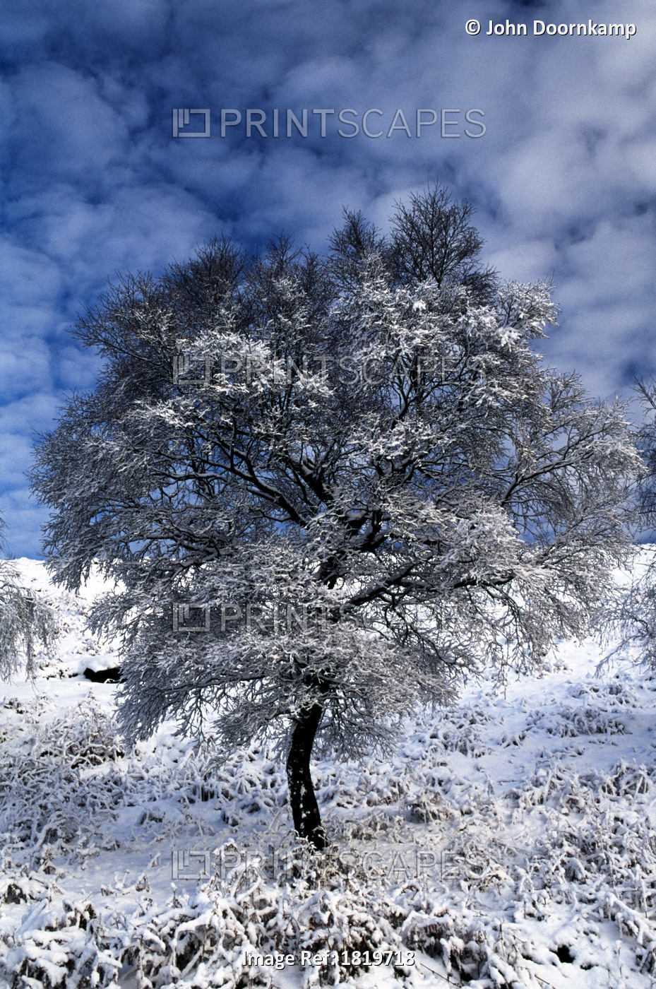 SNOW COVERED TREE, LONGSHAW ESTATE, PEAK DISTRICT NATIONAL PARK, DERBYSHIRE, ENGLAND