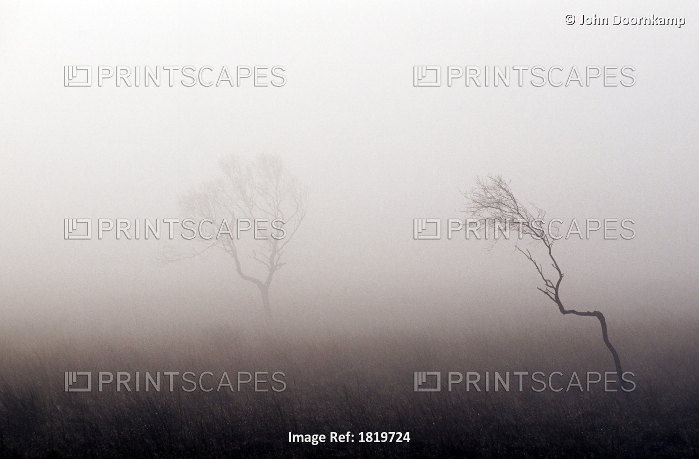 BARE TREES IN THICK FOG, PEAK DISTRICT NATIONAL PARK, DERBYSHIRE, ENGLAND
