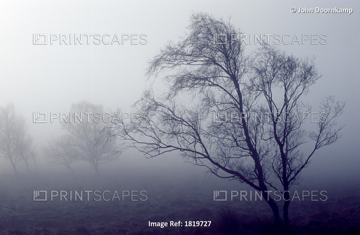 BARE TREES IN THICK FOG, PEAK DISTRICT NATIONAL PARK, DERBYSHIRE, ENGLAND