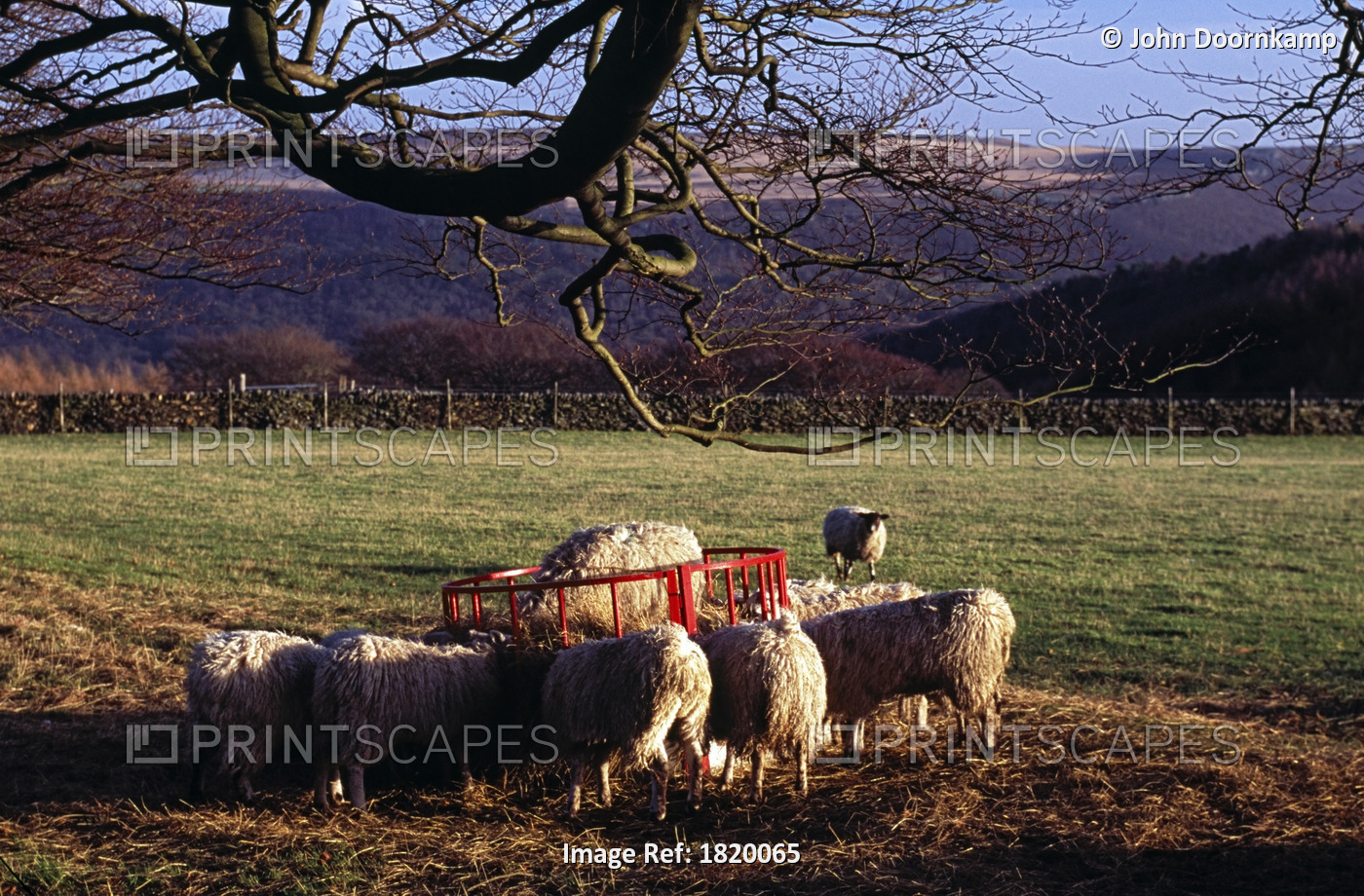 SHEEP EATING, DERBYSHIRE, ENGLAND