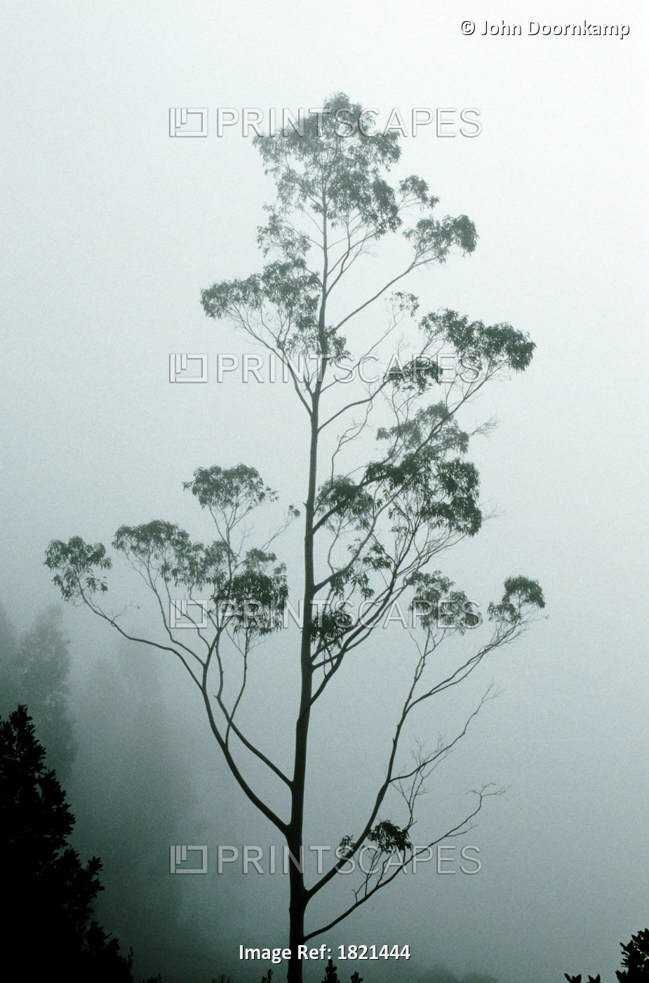 SILHOUETTE OF A TREE IN FOG