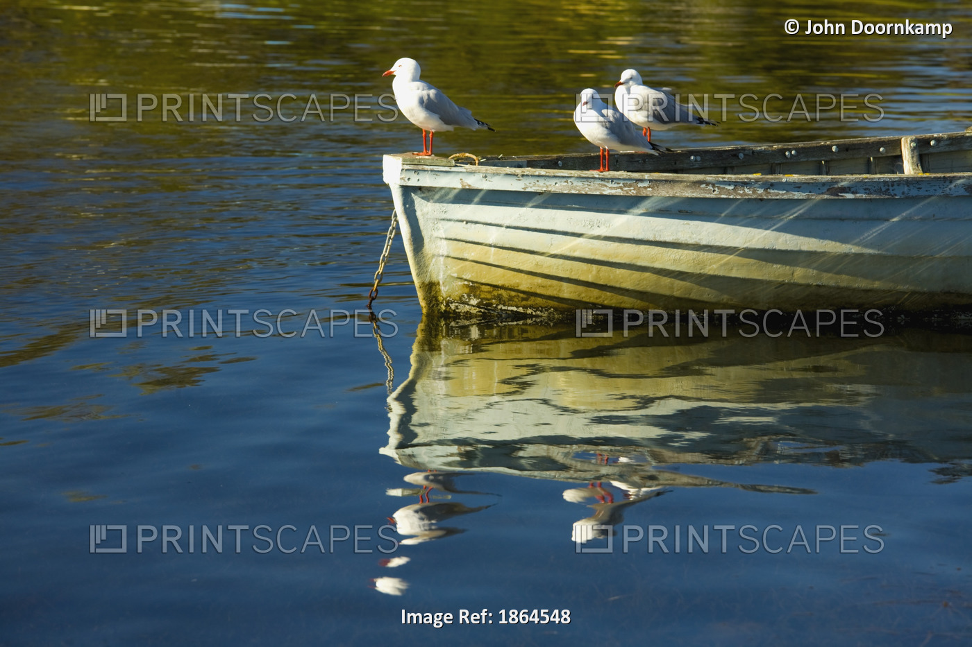 Seagulls Perched On A Boat