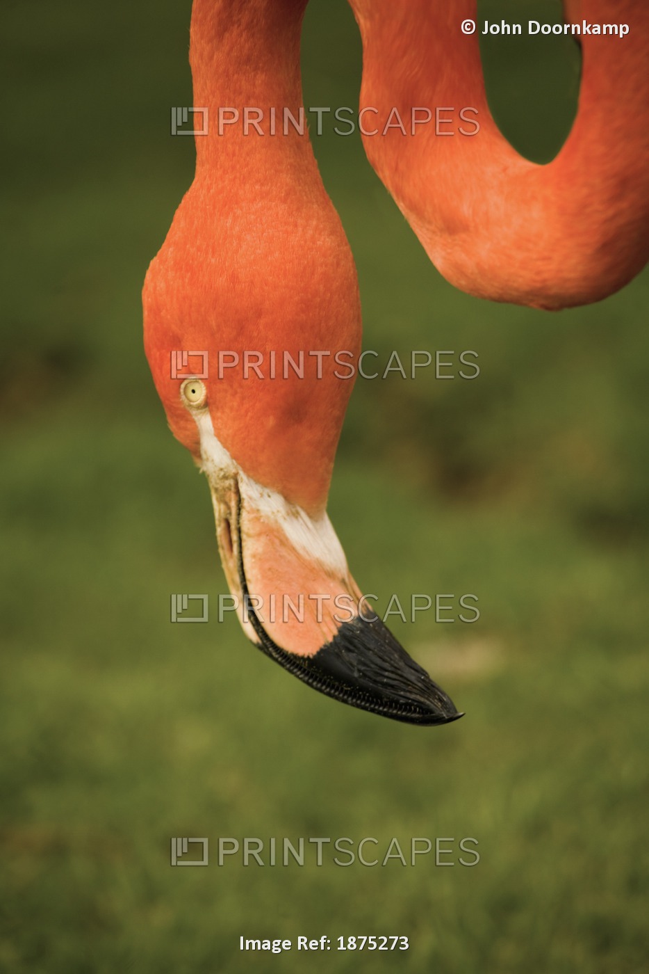 An Orange Flamingo (Phoenicopterus)