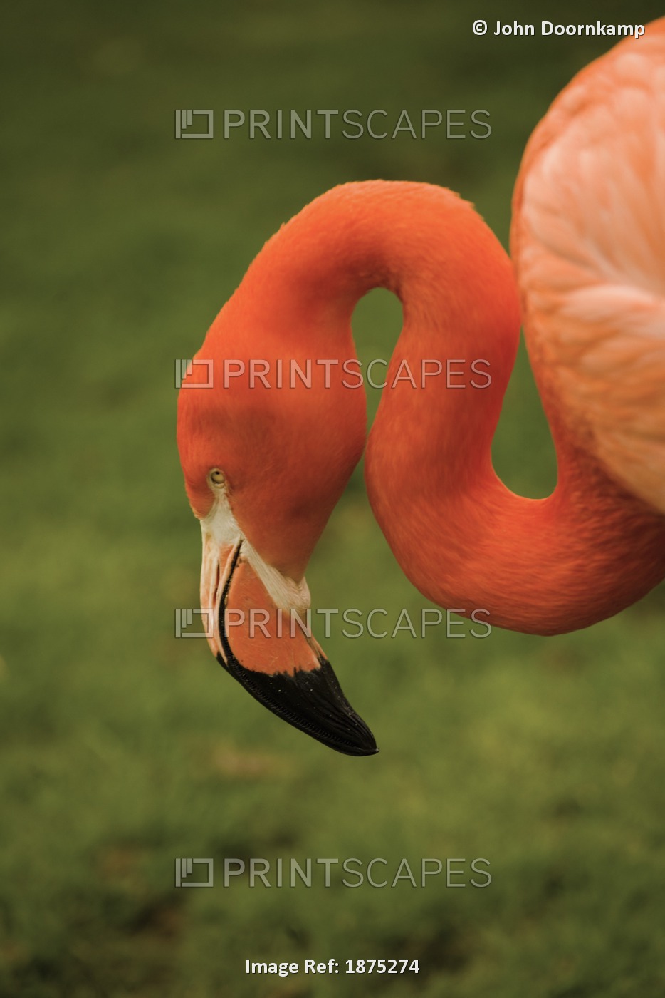 An Orange Flamingo (Phoenicopterus); England