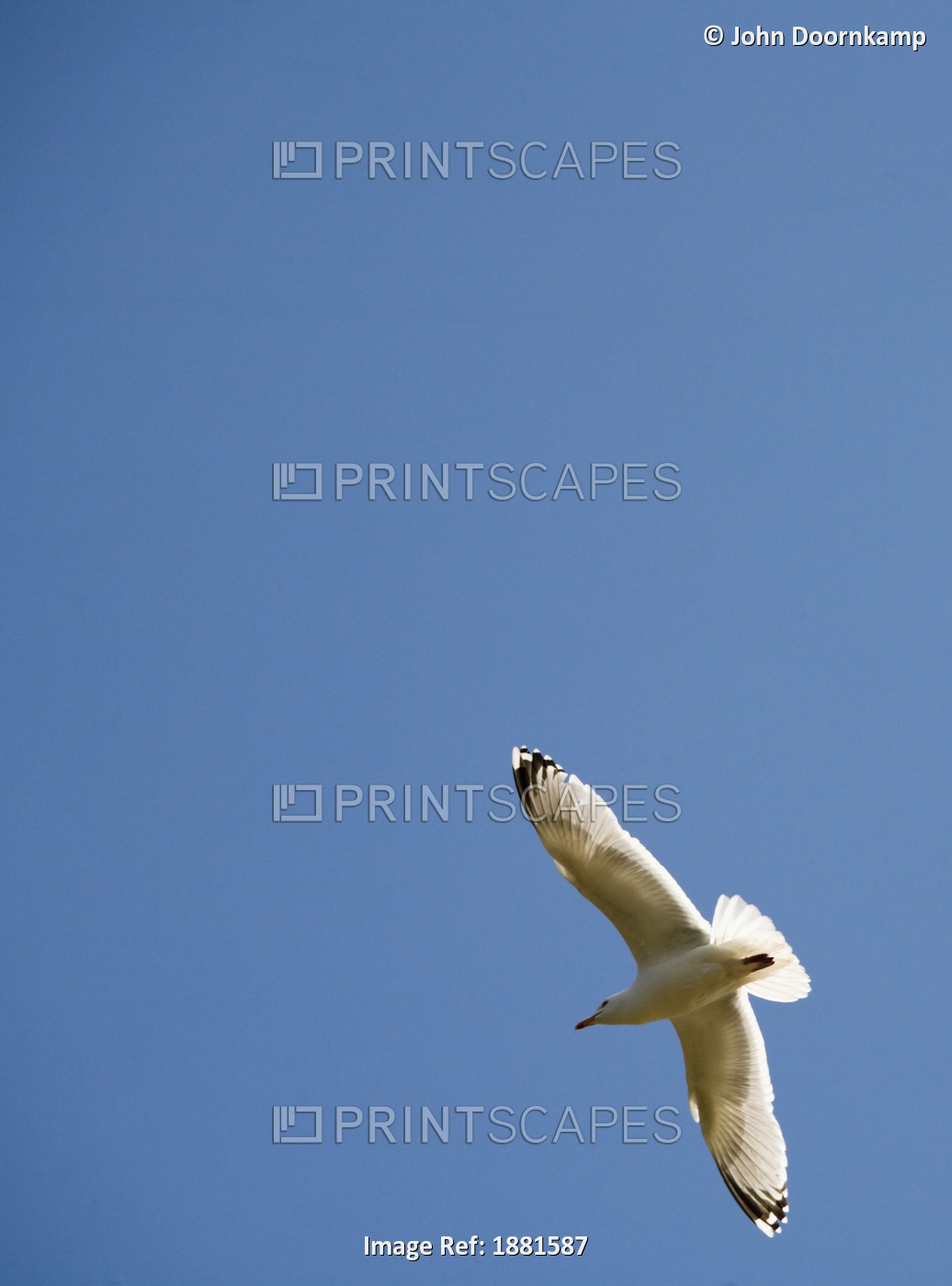 Seagull In Flight In A Blue Sky; Sidmouth, Devon, England