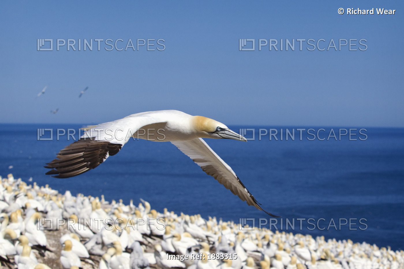 Gannet Flying Above The Colony Of Birds At Bonaventure Island; Perce, Quebec, ...
