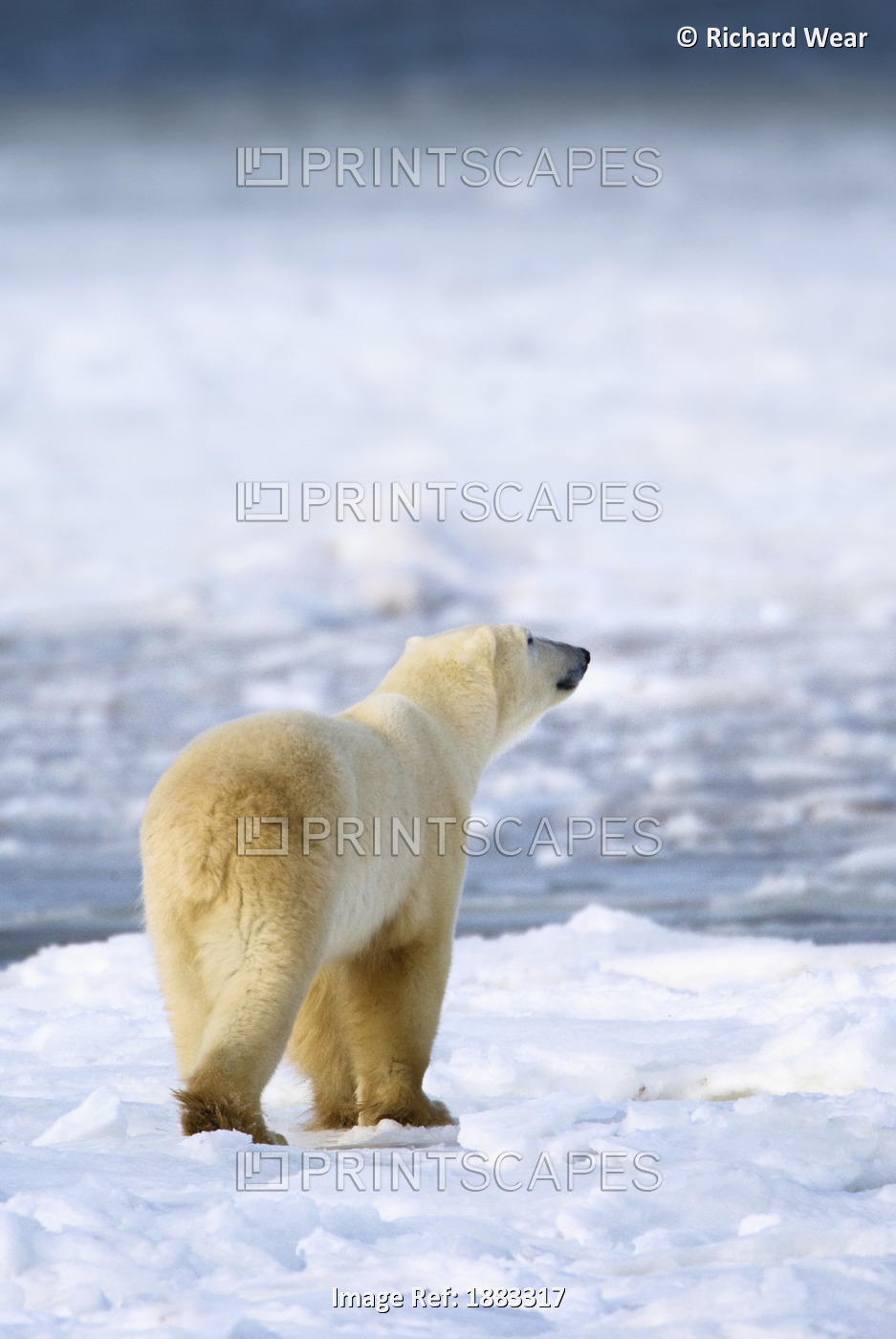 Polar Bear (Ursus Maritimus) Sniffs The Air As He Is On The Hunt For Food; ...