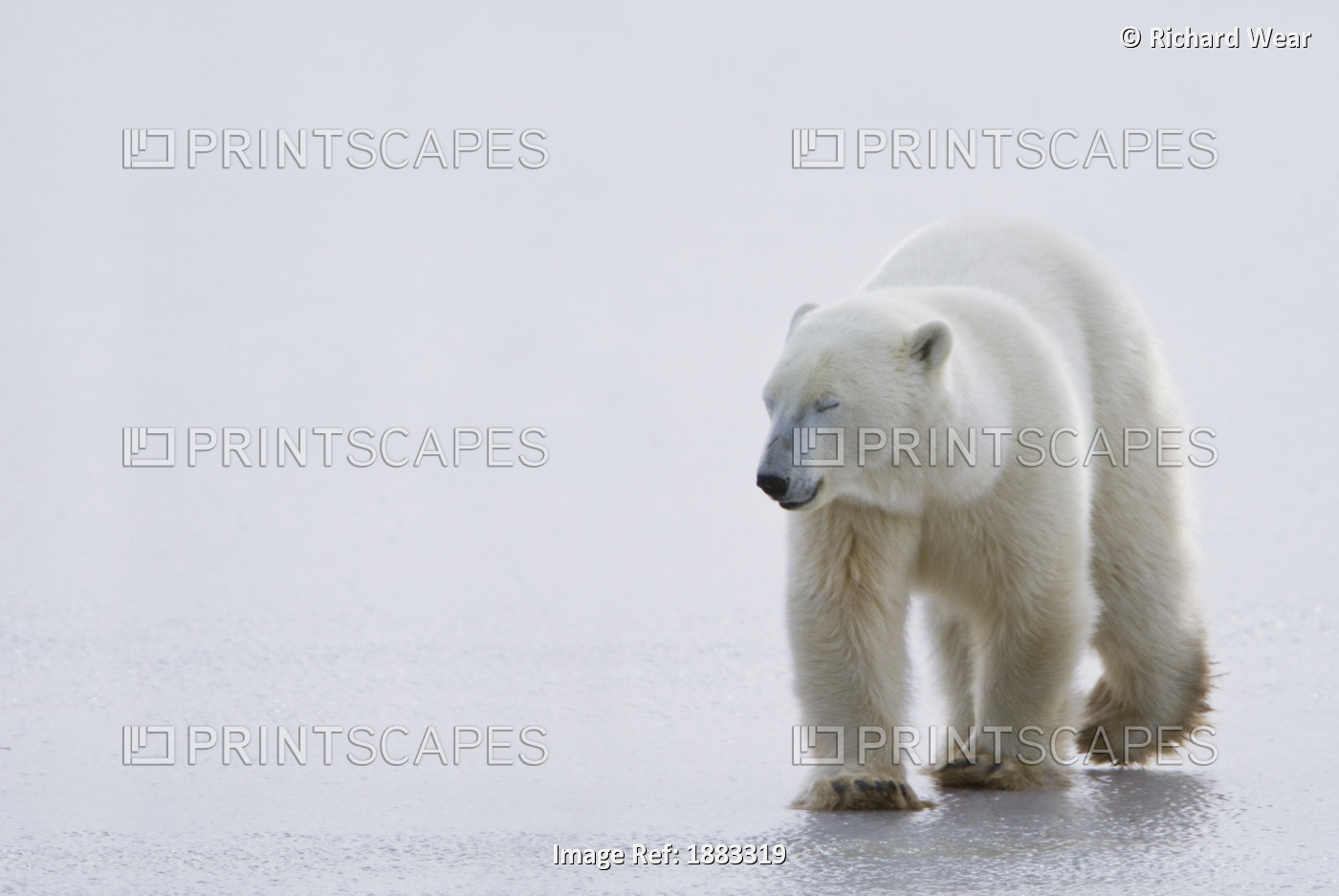 Polar Bear (Ursus Maritimus) Walking On Ice With Eyes Closed, Looking Gentle ...