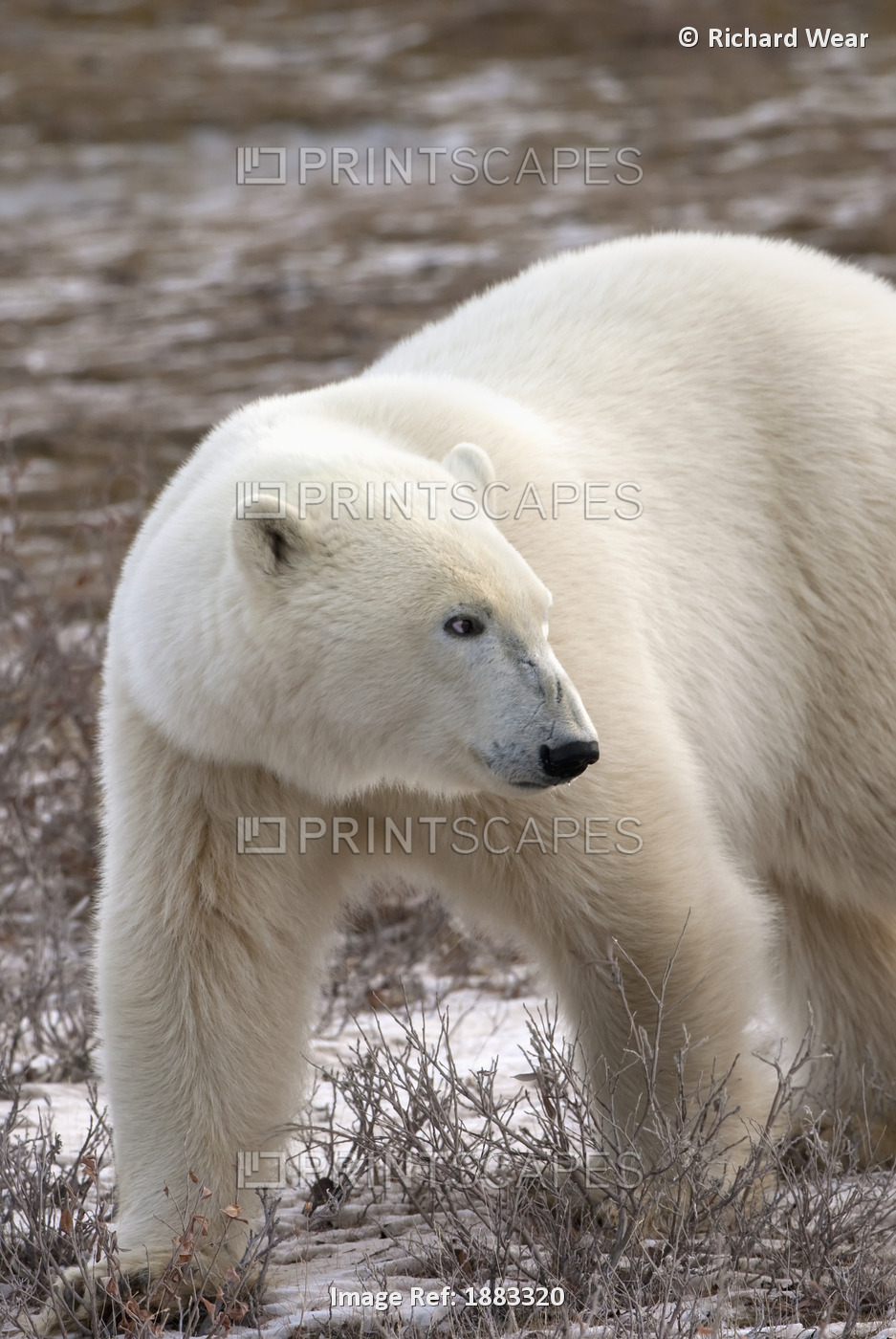 Polar Bear (Ursus Maritimus) Who Is Very Dangerous Looking As He Explores The ...