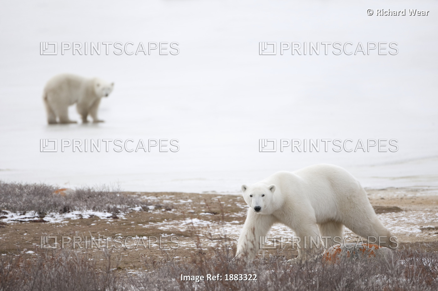 Polar Bears (Ursus Maritimus) Staring Ahead As They Walk Across The Frozen ...