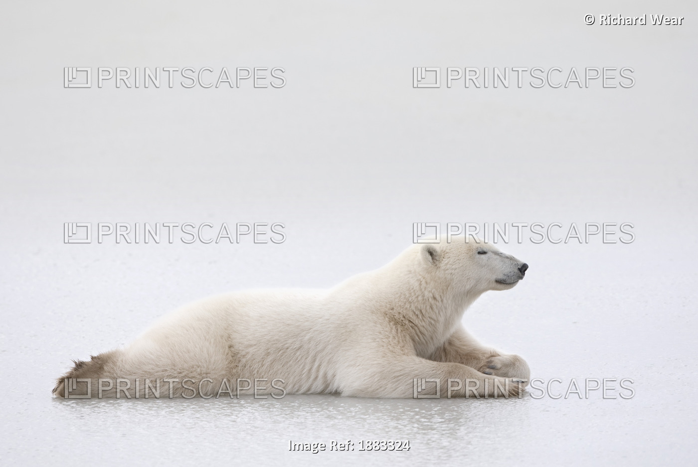 Polar Bear (Ursus Maritimus) Laying On A Lake Of Ice; Churchill, Manitoba, ...