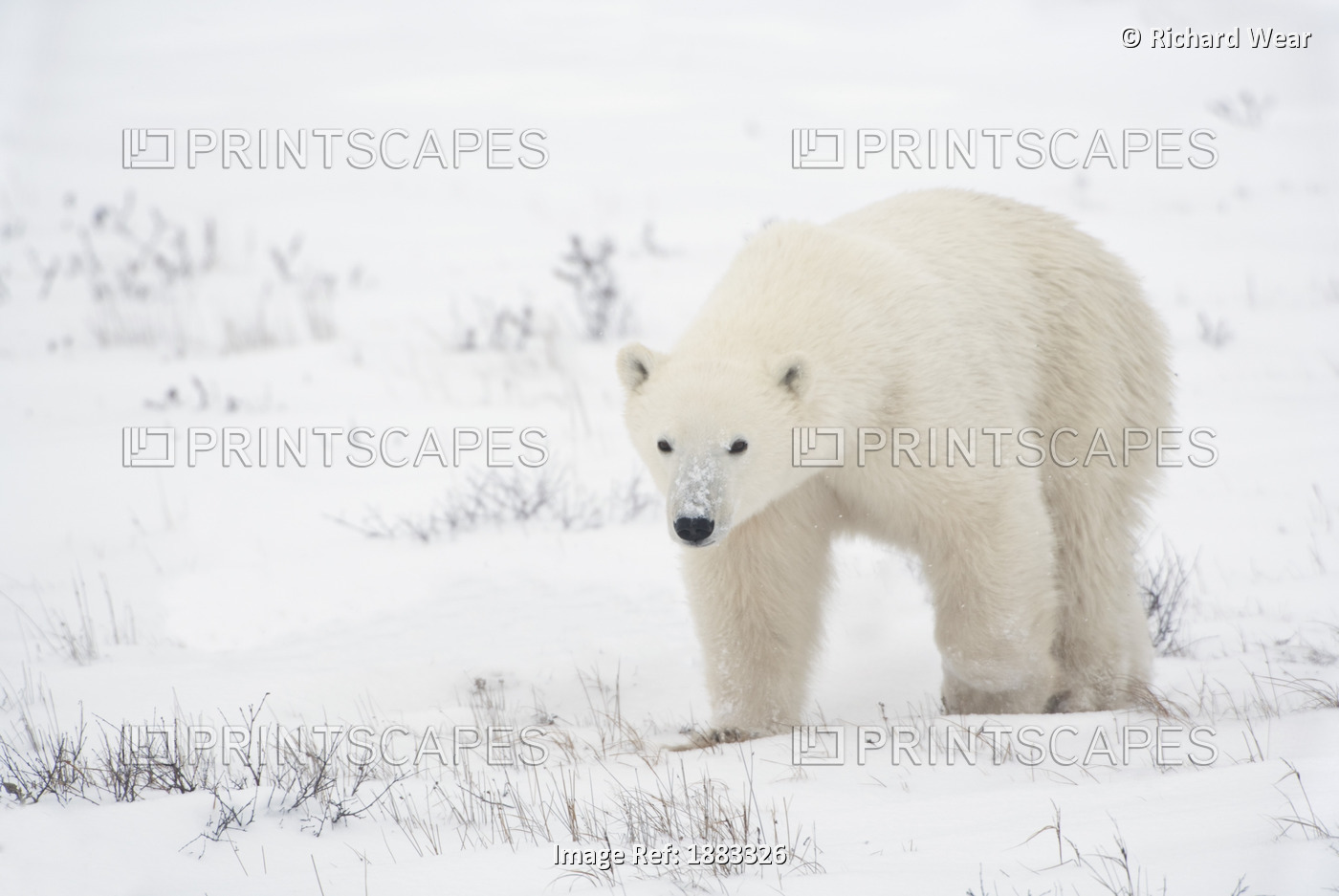 Young Polar Bear (Ursus Maritimus) Walks Across The Snow; Churchill, Manitoba, ...