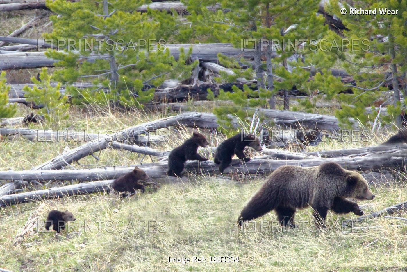 Sow Grizzly Bear (Ursus Arctos Horribilis) Leads And Guides Her Four Cubs ...