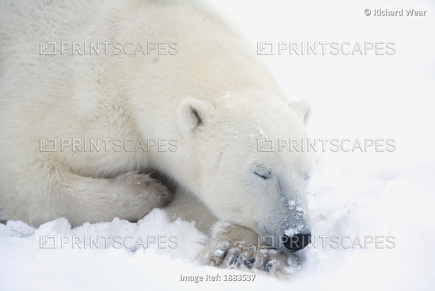 Polar Bear (Ursus Maritimus) Has His Eyes Closed During A Very Peaceful Sleep; ...