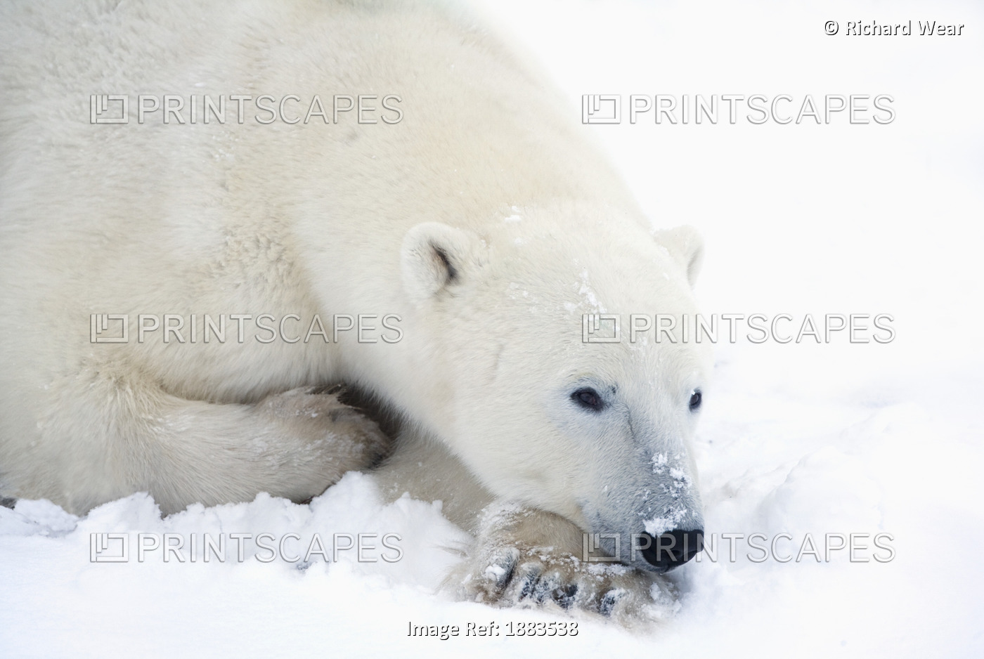 Polar Bear (Ursus Maritimus) Has His Eyes Open During A Very Peaceful Rest; ...