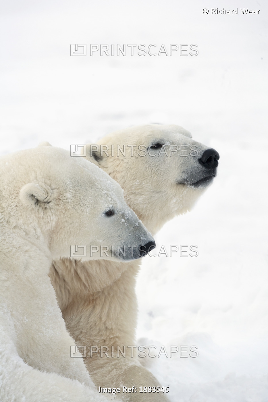 Two Polar Bears (Ursus Maritimus) Showing A Tender Moment As They Cuddle Side ...