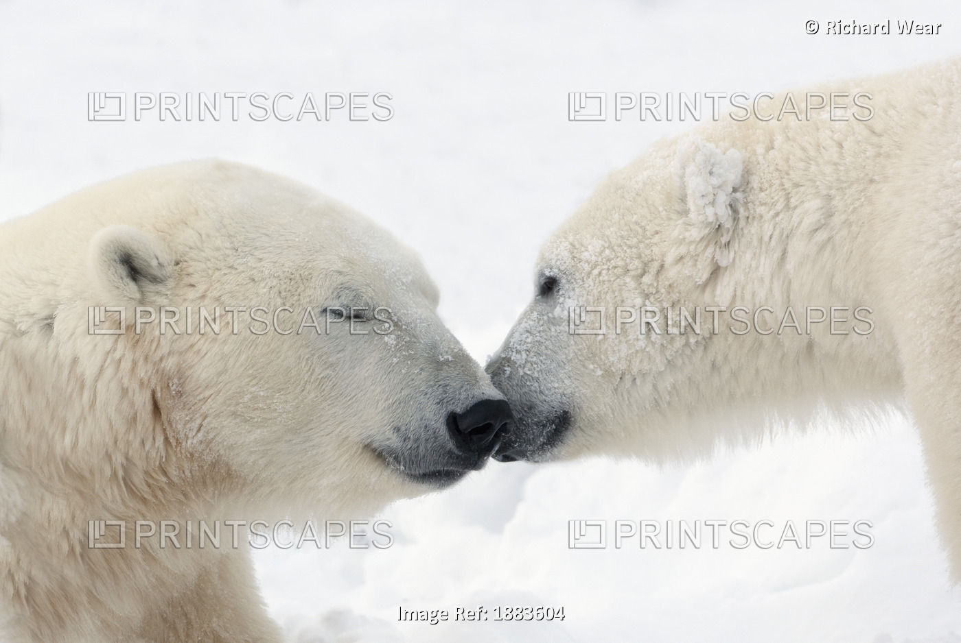 Two Polar Bears (Ursus Maritimus) Touching Noses Or Kissing; Churchill, ...