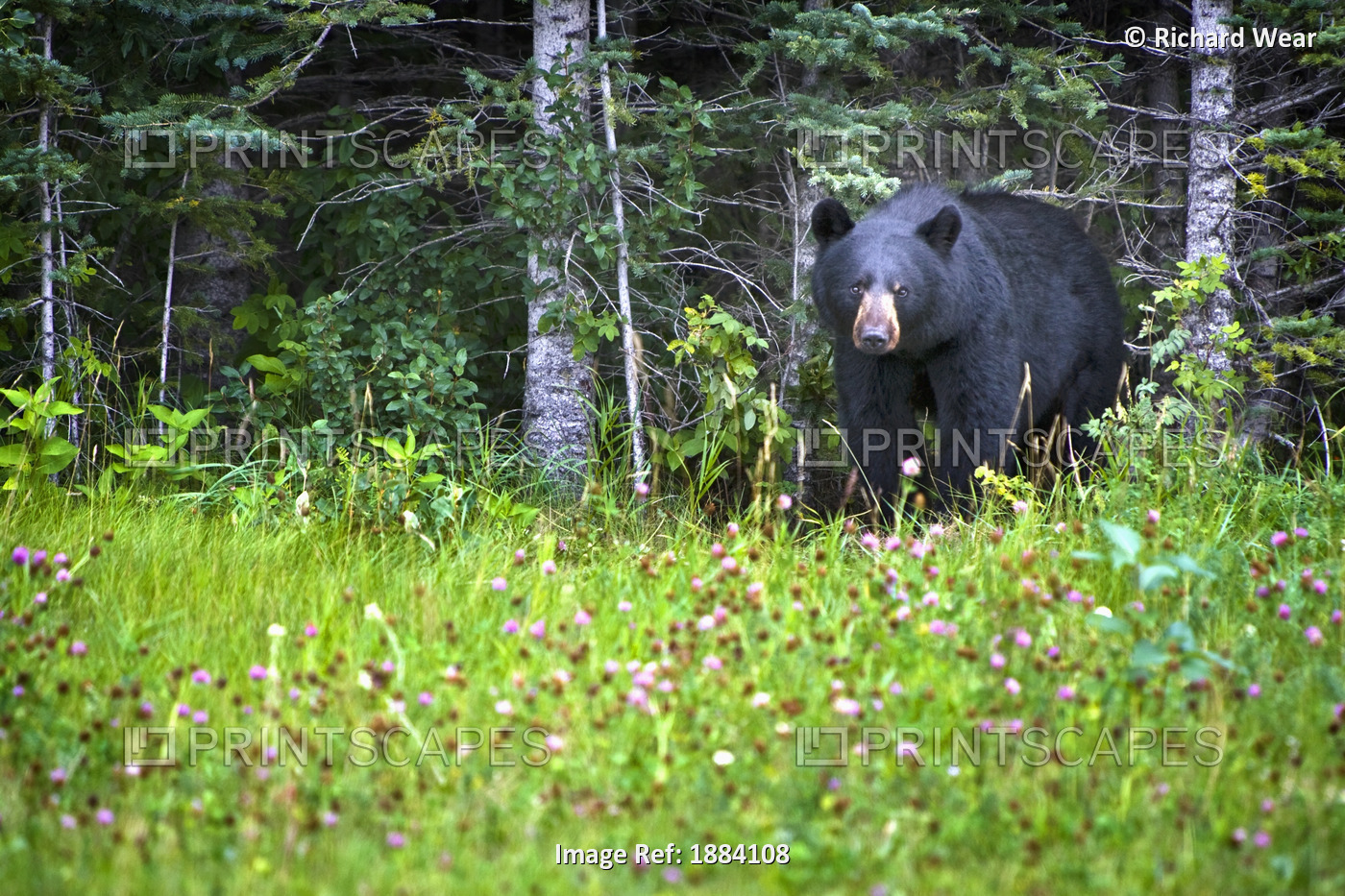 A Black Bear (Ursus Americanus) Gazes At The Camera; Jasper, Alberta, Canada