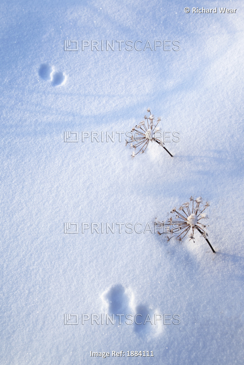 Animal Footprints In Fresh Snowfall; Hyder, Alaska, Usa