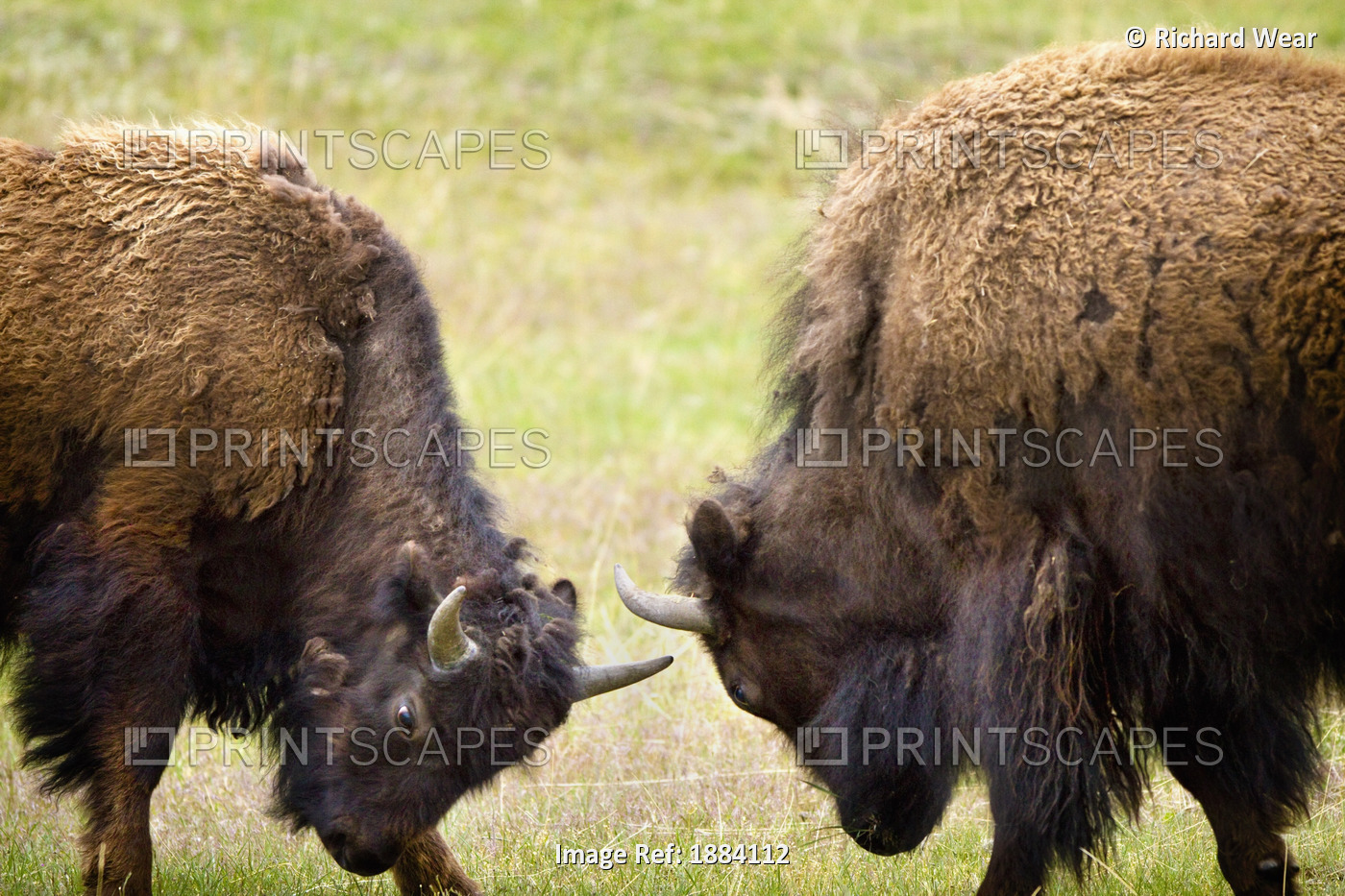 Two Male Bisons (Buffalo) Fighting At Yellowstone National Park; Wyoming, Usa