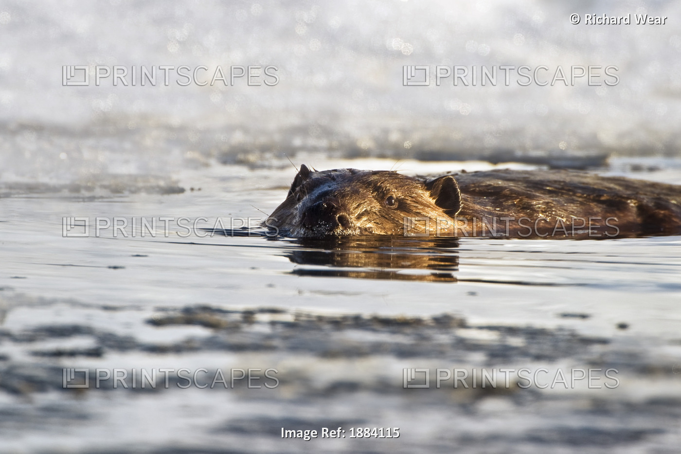 Beaver Swimming In The Water In Early Spring With Snow In The Background At Elk ...