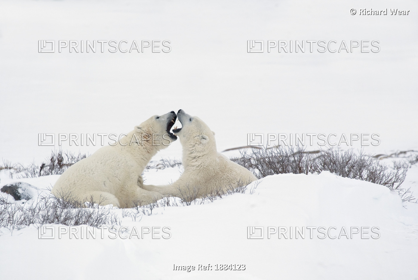 Two Polar Bears (Ursus Maritimus) In A Humorous Looking Moment With Their ...