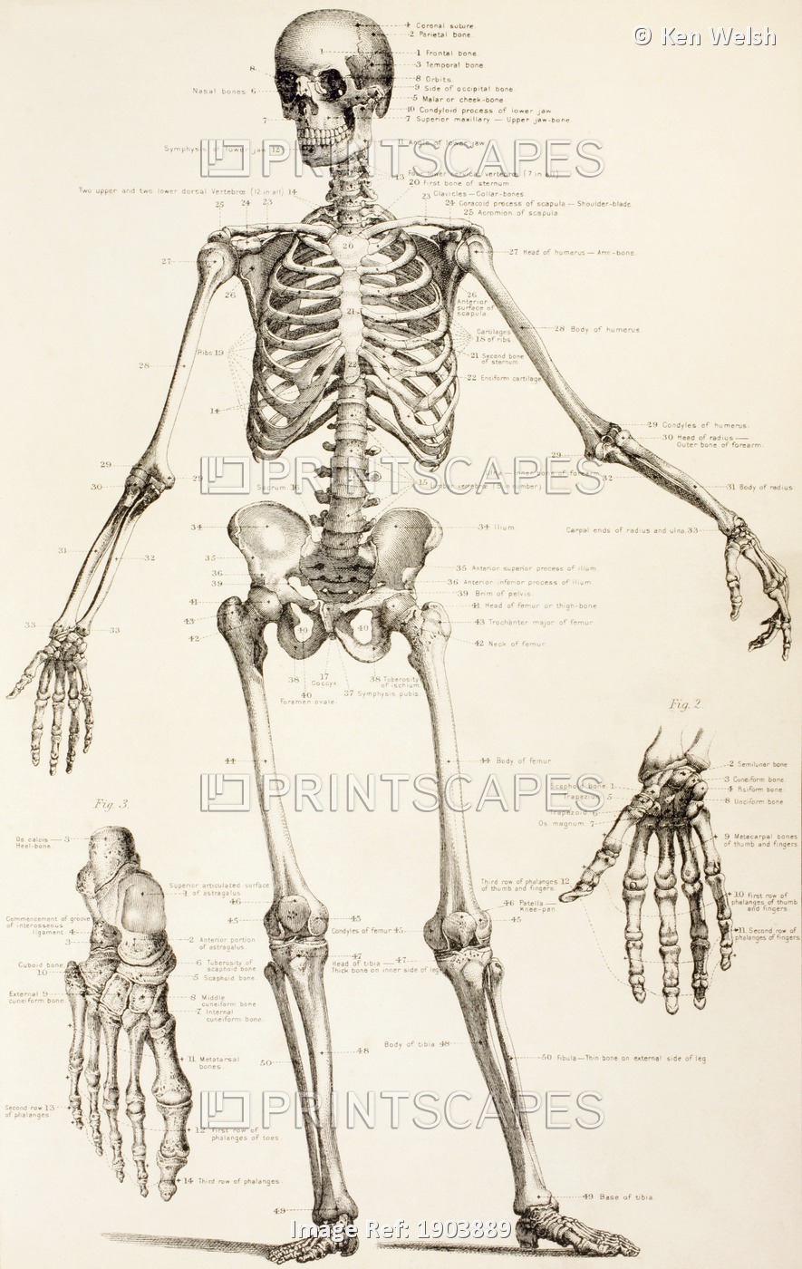 The Human Skeleton. From The Household Physician, Published Circa 1890.