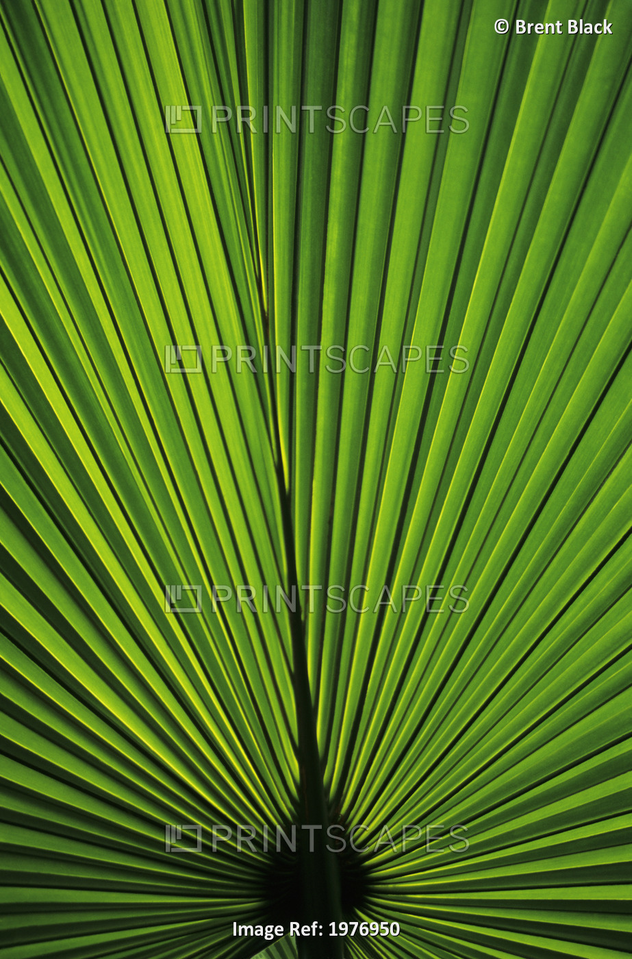 Hawaii, Oahu, Backlit Fan Palm Leaf.