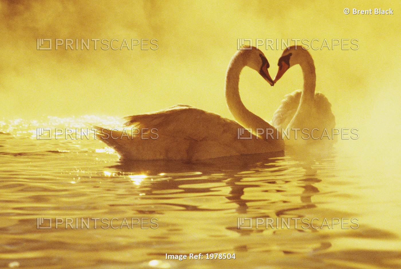 View of two African Swans at sunset, studio set, Hollywood, CA.