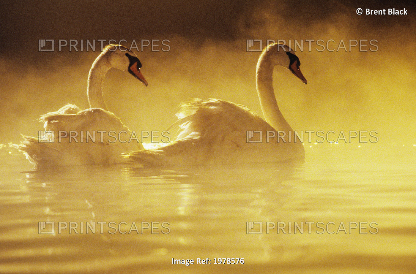 Pair Of African Swans Swimming In Misty Waters, Soft Yellow Lighting.