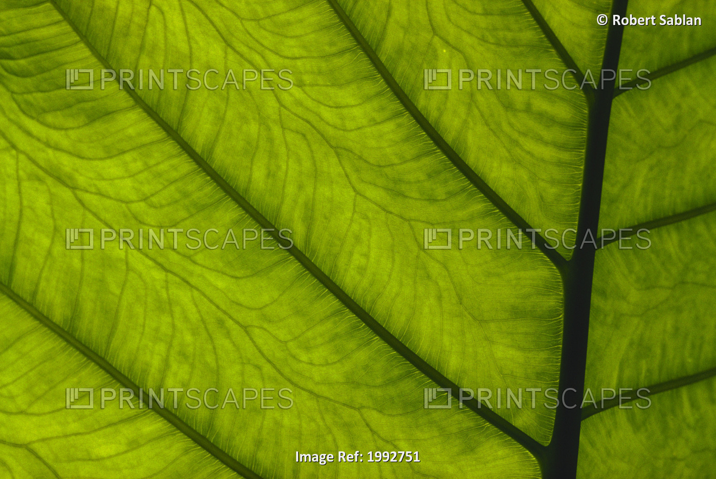 Extreme Close-Up Of Green Leaf, Main Stem With Veins Running Through.