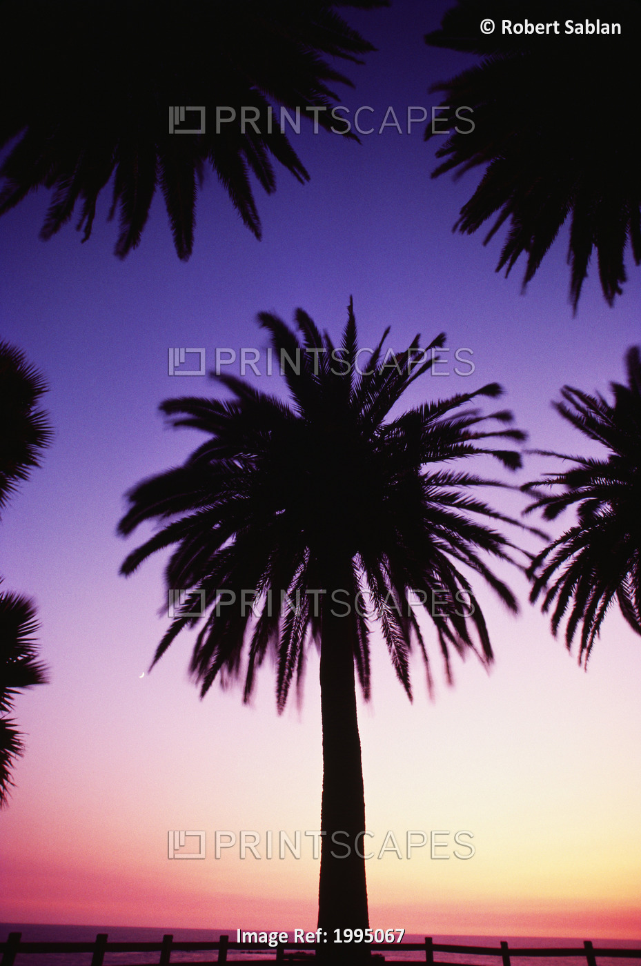 View Of Single Palm Tree, Surrounded By Other Palm Tree Tops, Background Is ...