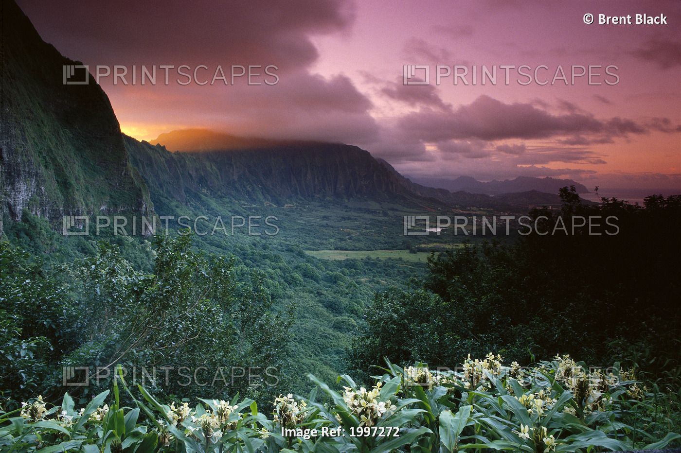 Hawaii, Oahu, Nuuanu Pali State Park, Ko'olau Mountains, Ginger Foreground ...