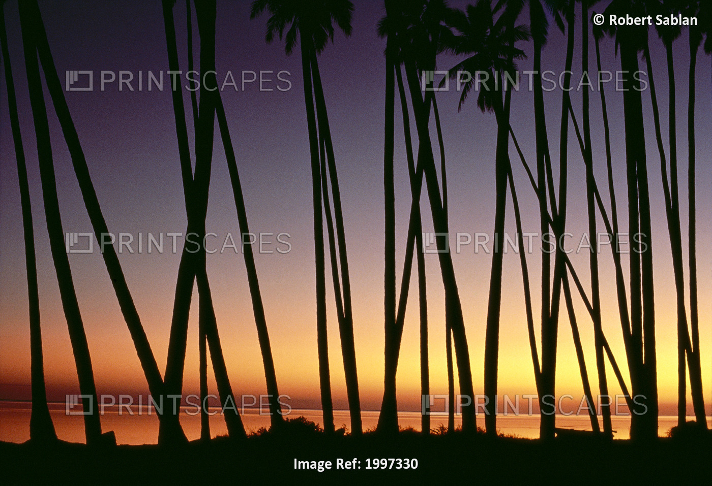 Hawaii, Molokai, Kapuaiwa Coconut Grove, Palm Tree Trunks Silhouetted At ...