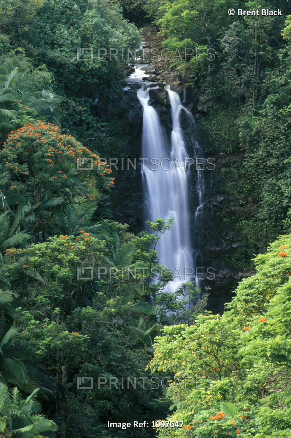Hawaii, Big Island, Hamakua Coast, Waterfall Surrounded By Greenery A20H