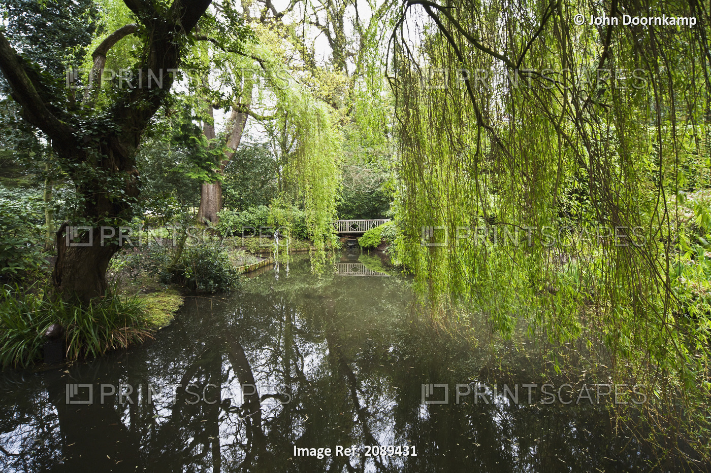 Pond with over hanging trees; Sussex England