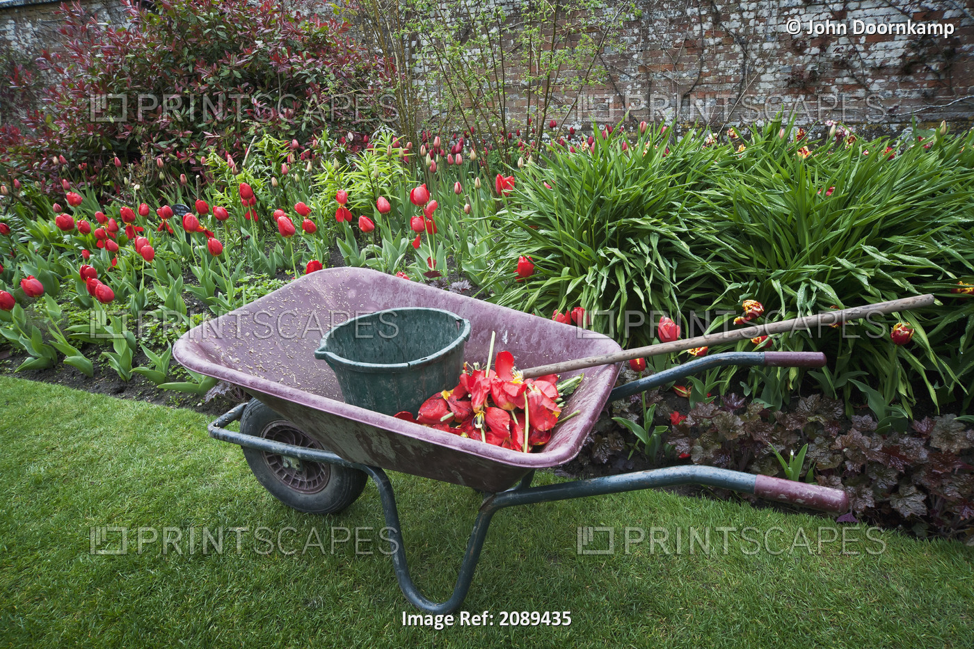 Wheelbarrow and red tulips