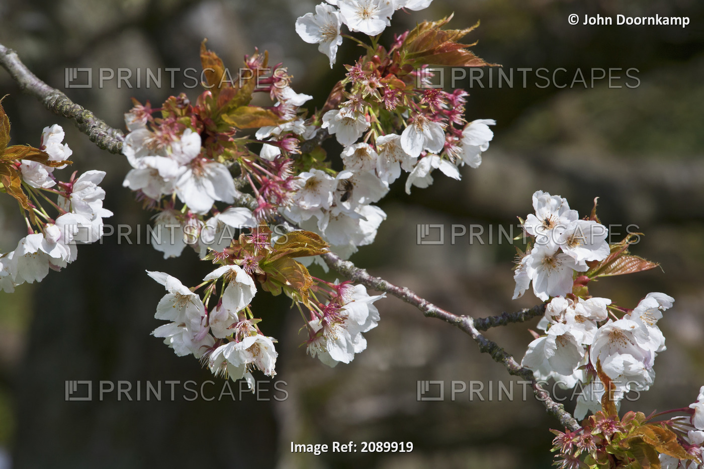 Close up of a branch of a cherry blossom tree; Birmingham West Midlands England