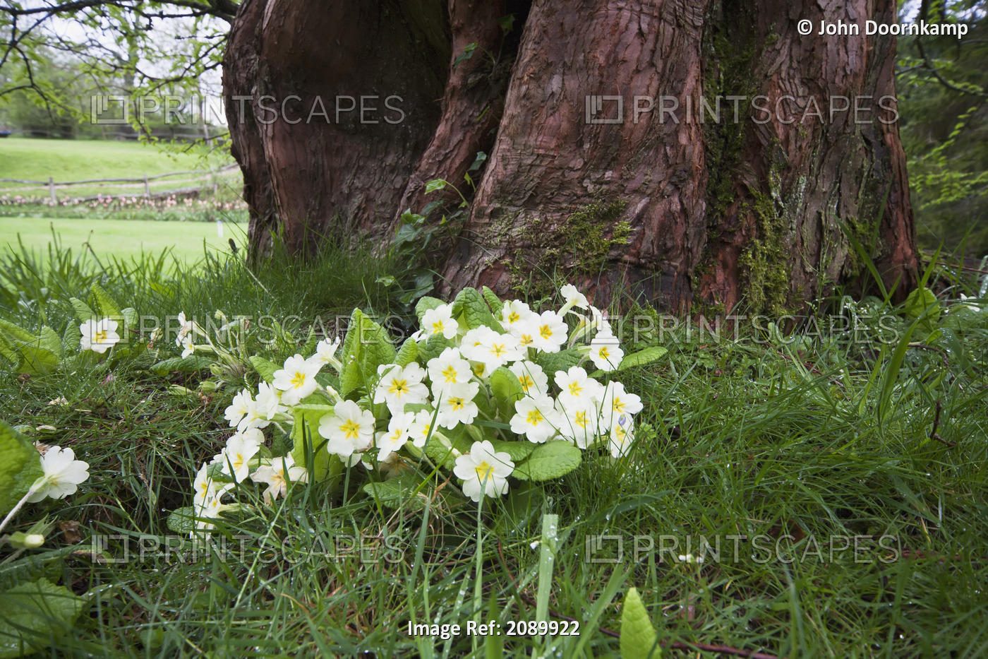 White primulas blossoming at the base of a tree; East Sussex England
