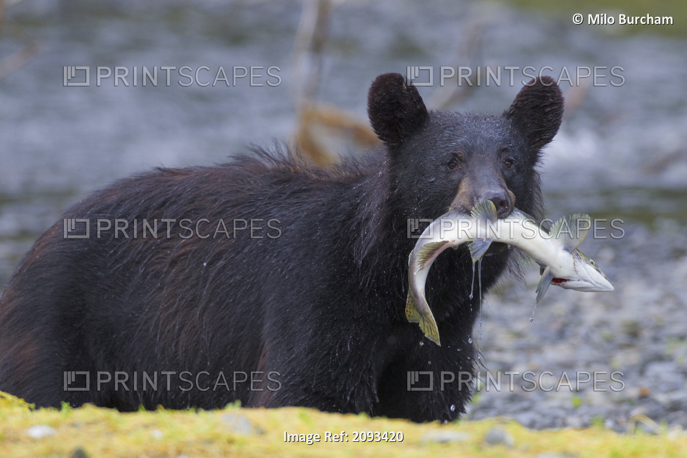 Black Bear With Pink Salmon In Its Mouth Alongside A Stream, Prince William ...