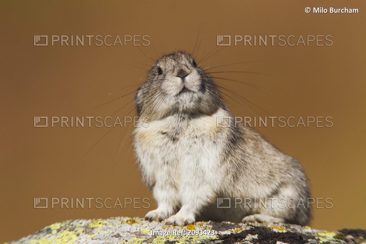 Collared Pika Sitting On A Lichen Coverd Rock With Inquisitive Expression And ...