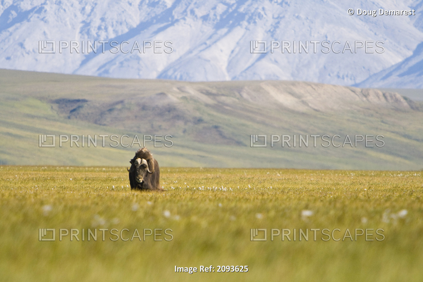 A Solitary Musk Ox Wanders Through The Grass Along The Canning River In Anwr. ...