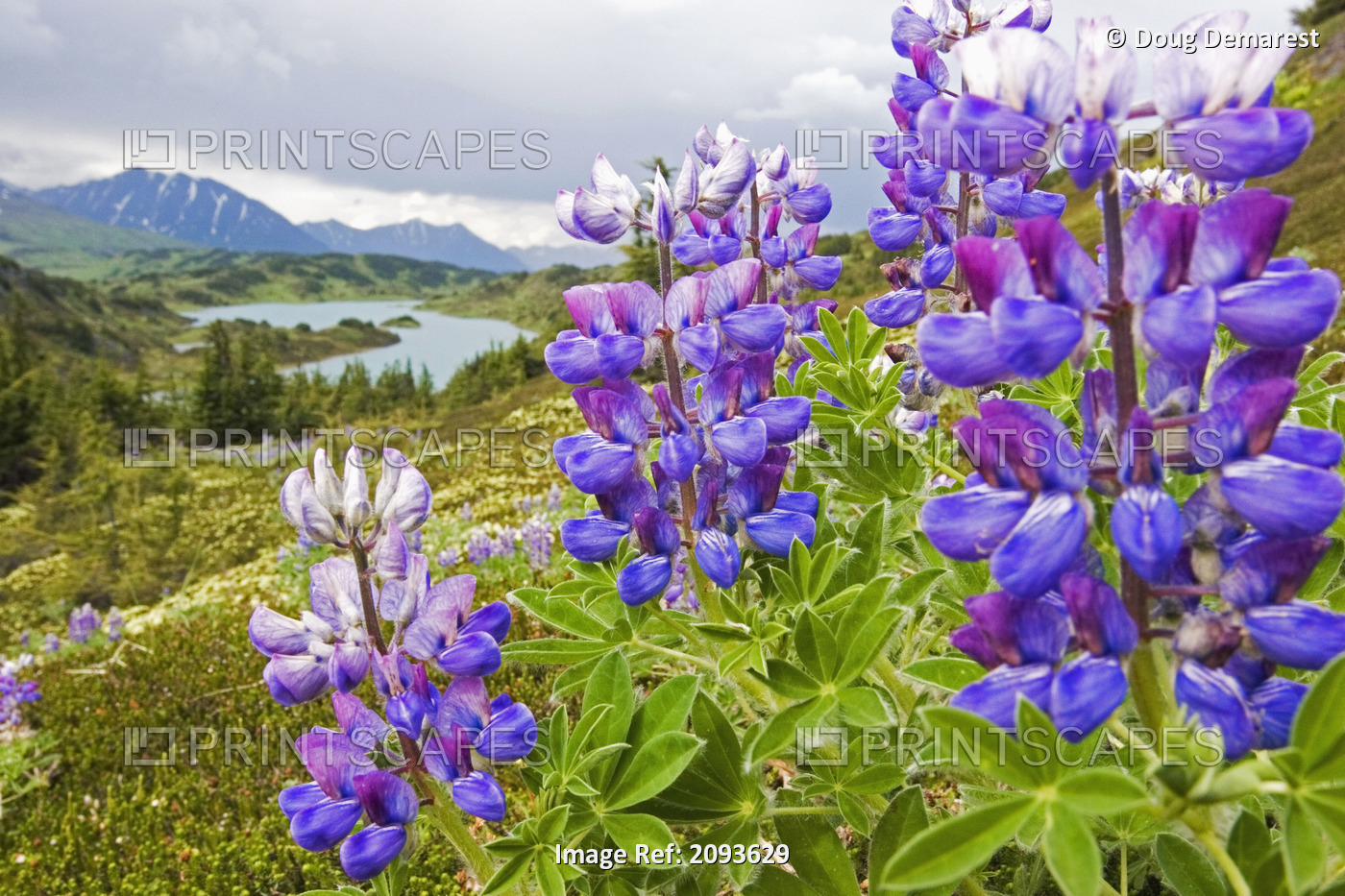 Lupine Flowers Near Lost Lake Seward Alaska Chugach National Forest ...